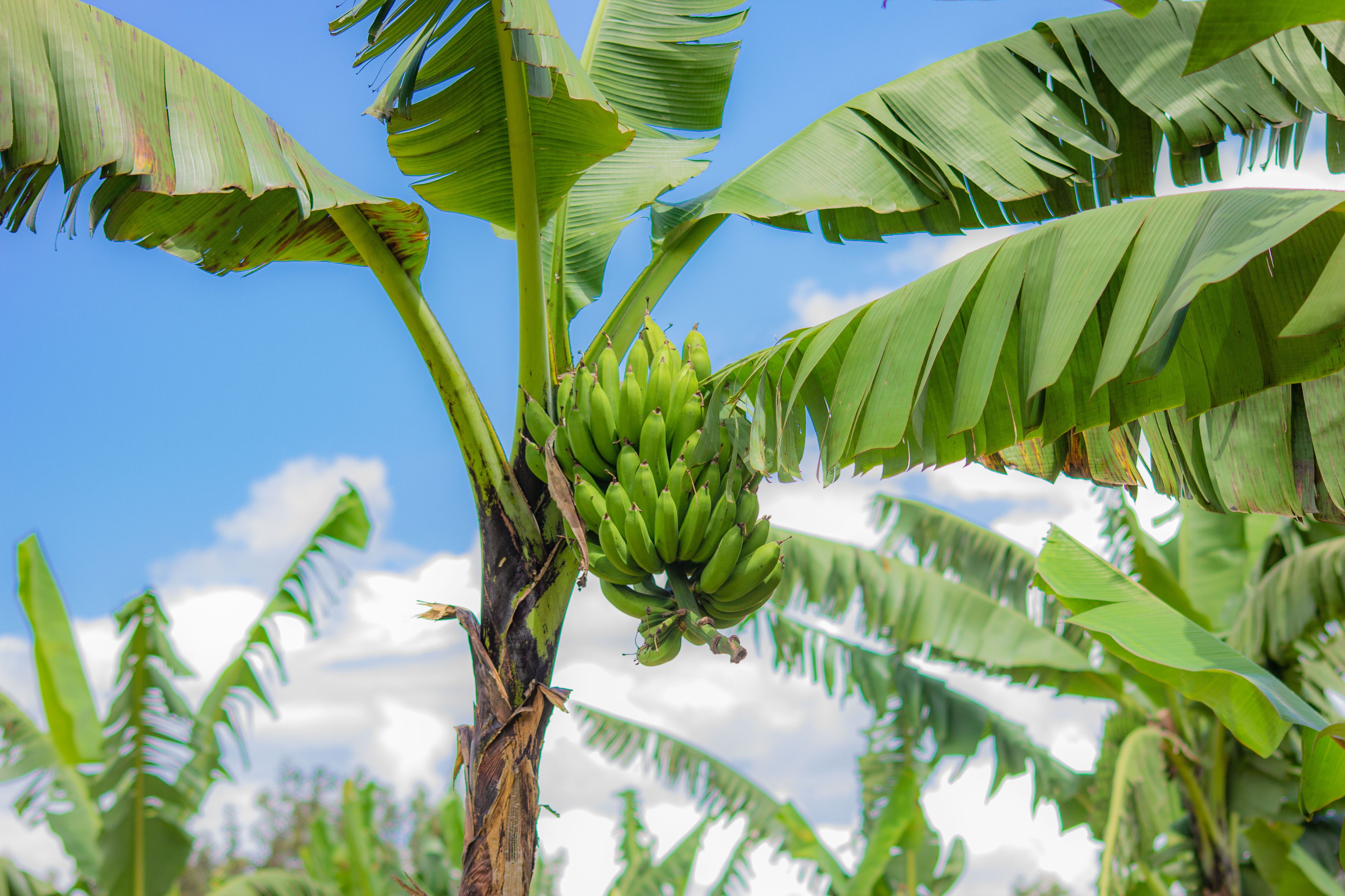 Dried Banana view 2