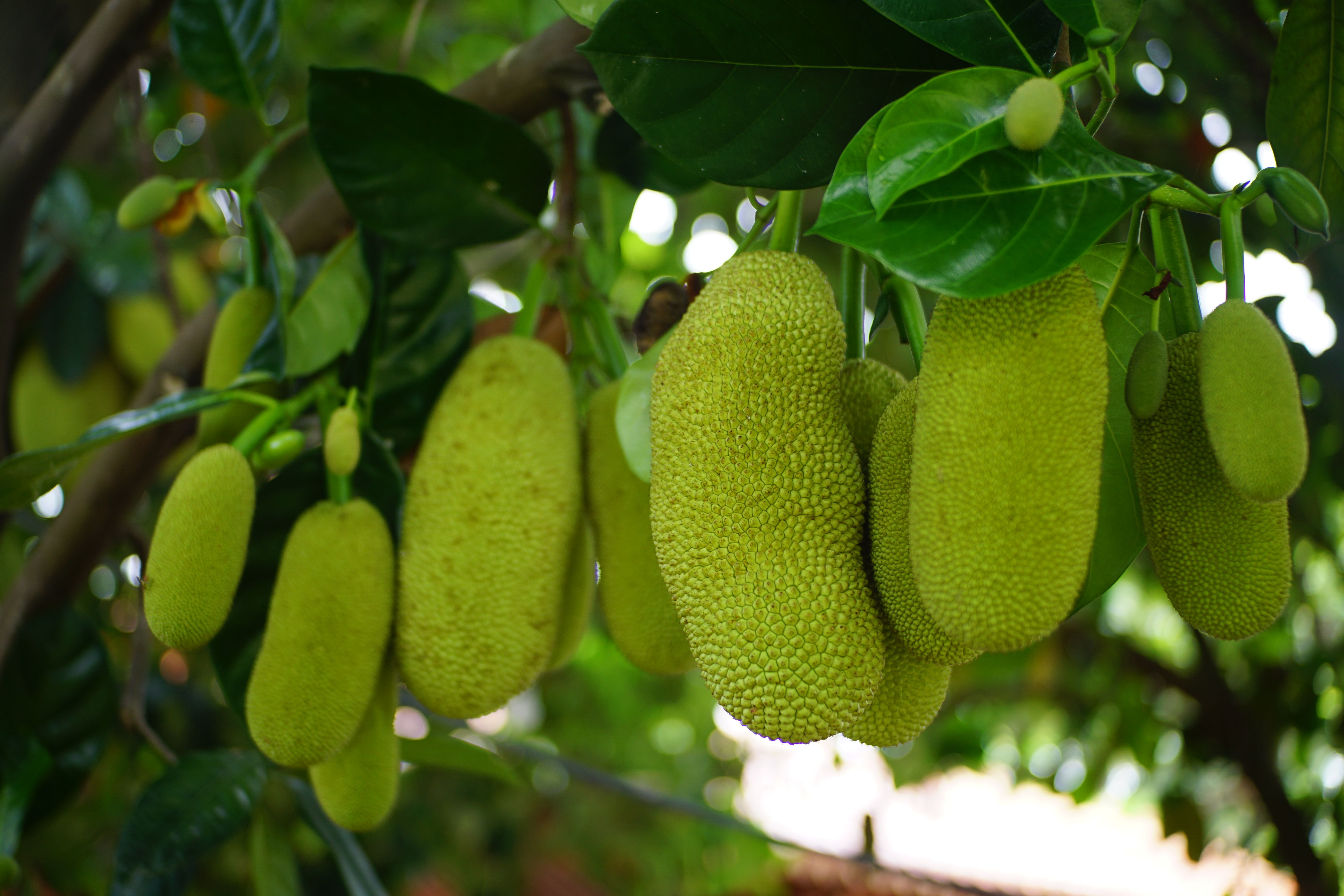 Dried Jackfruit view 3