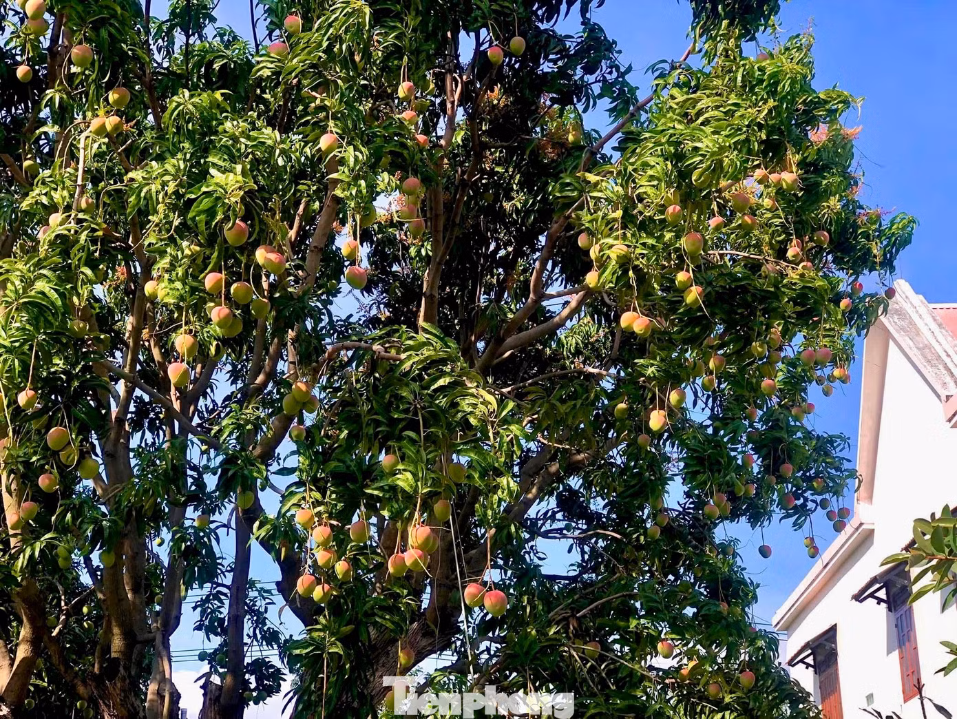 Dried Mango view 4