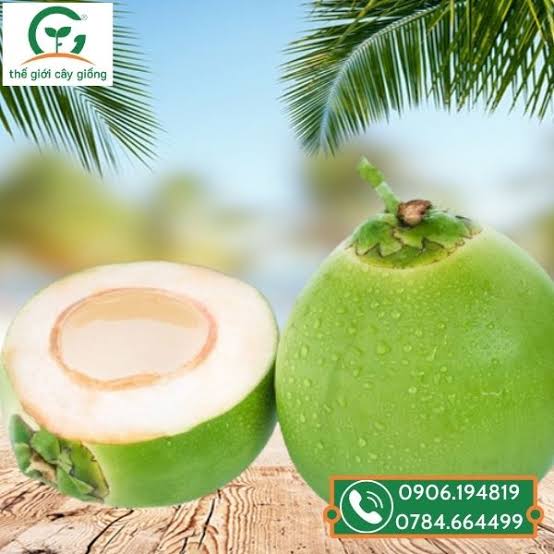 Fresh Coconut view 2