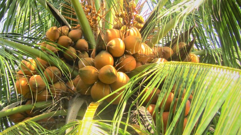 Fresh Coconut view 5