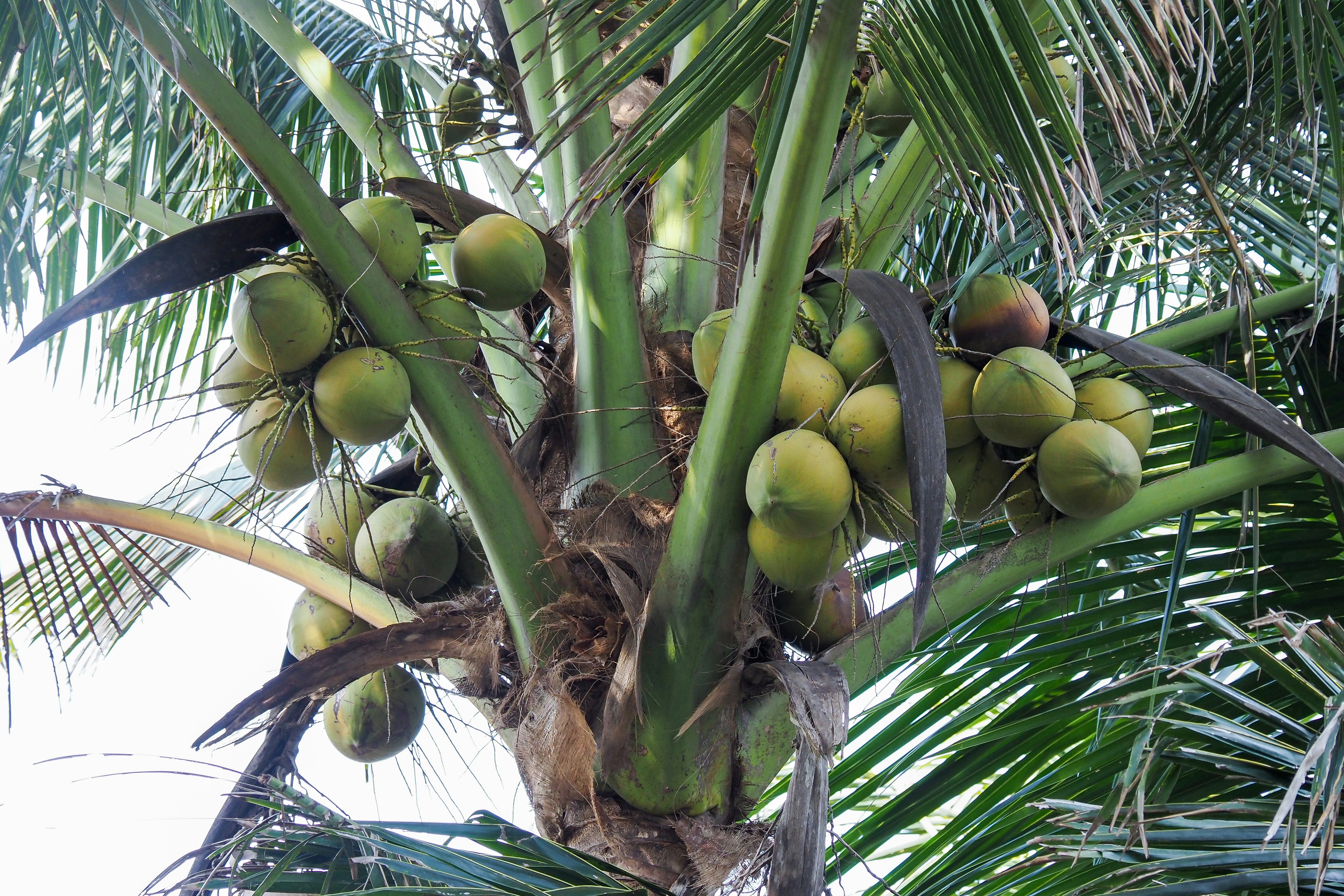 Fresh Coconut view 6