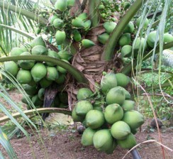 Fresh Coconut view 7