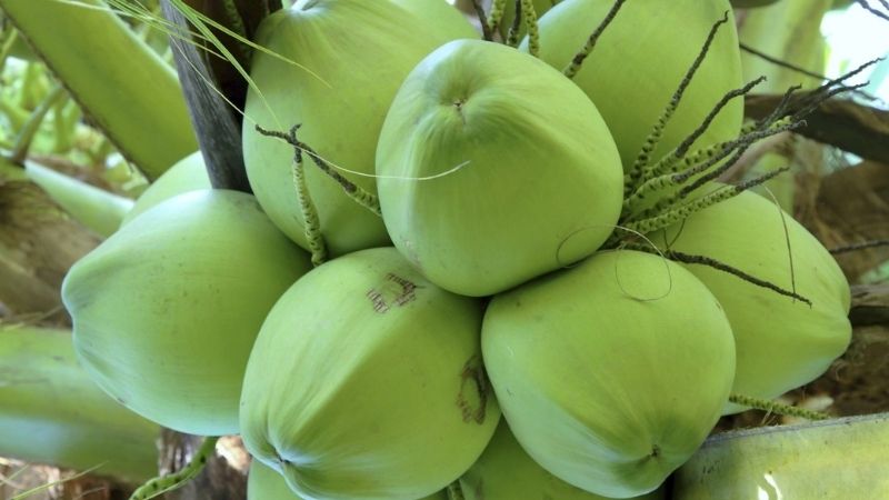 Fresh Coconut