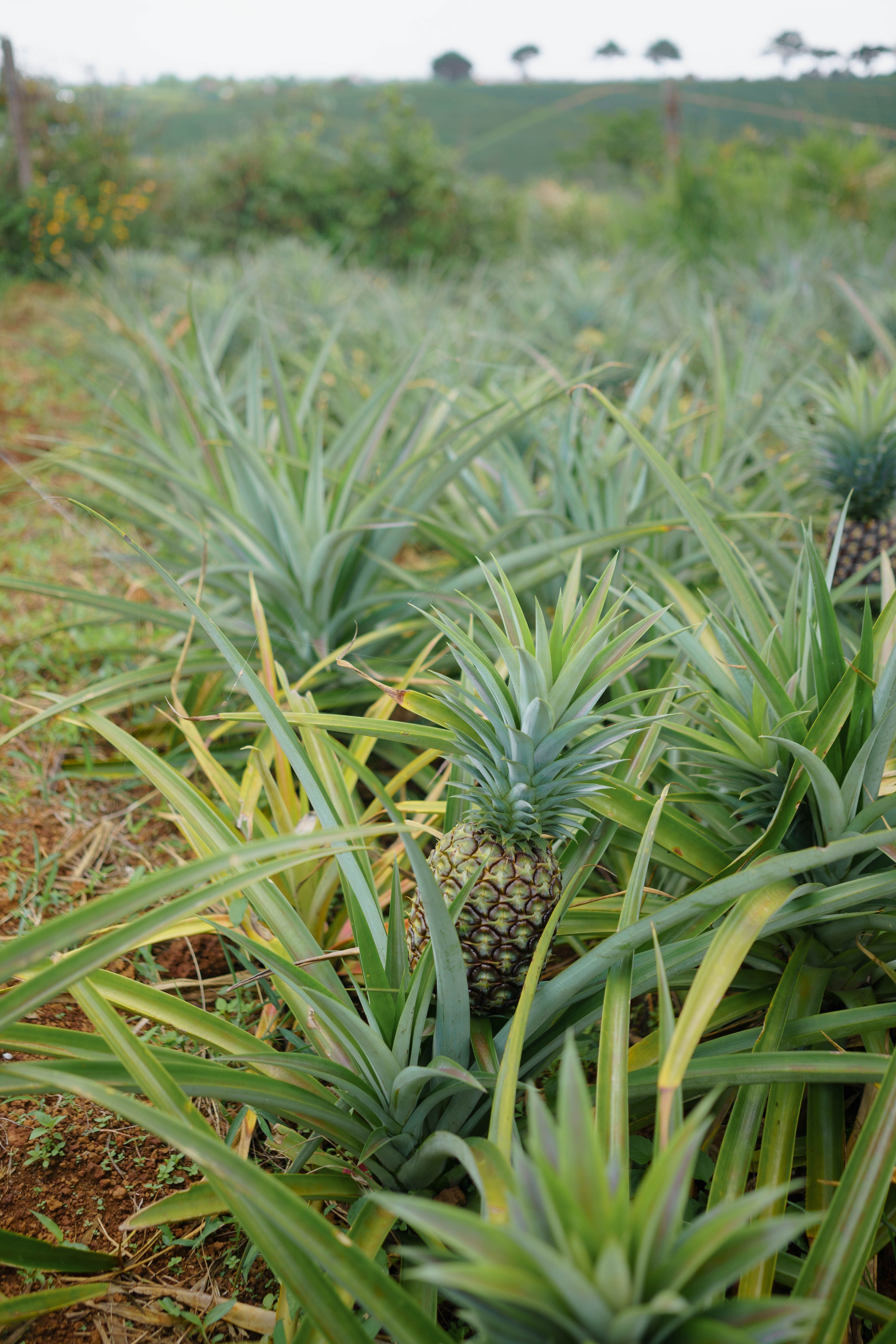 Fresh Pineapple view 6