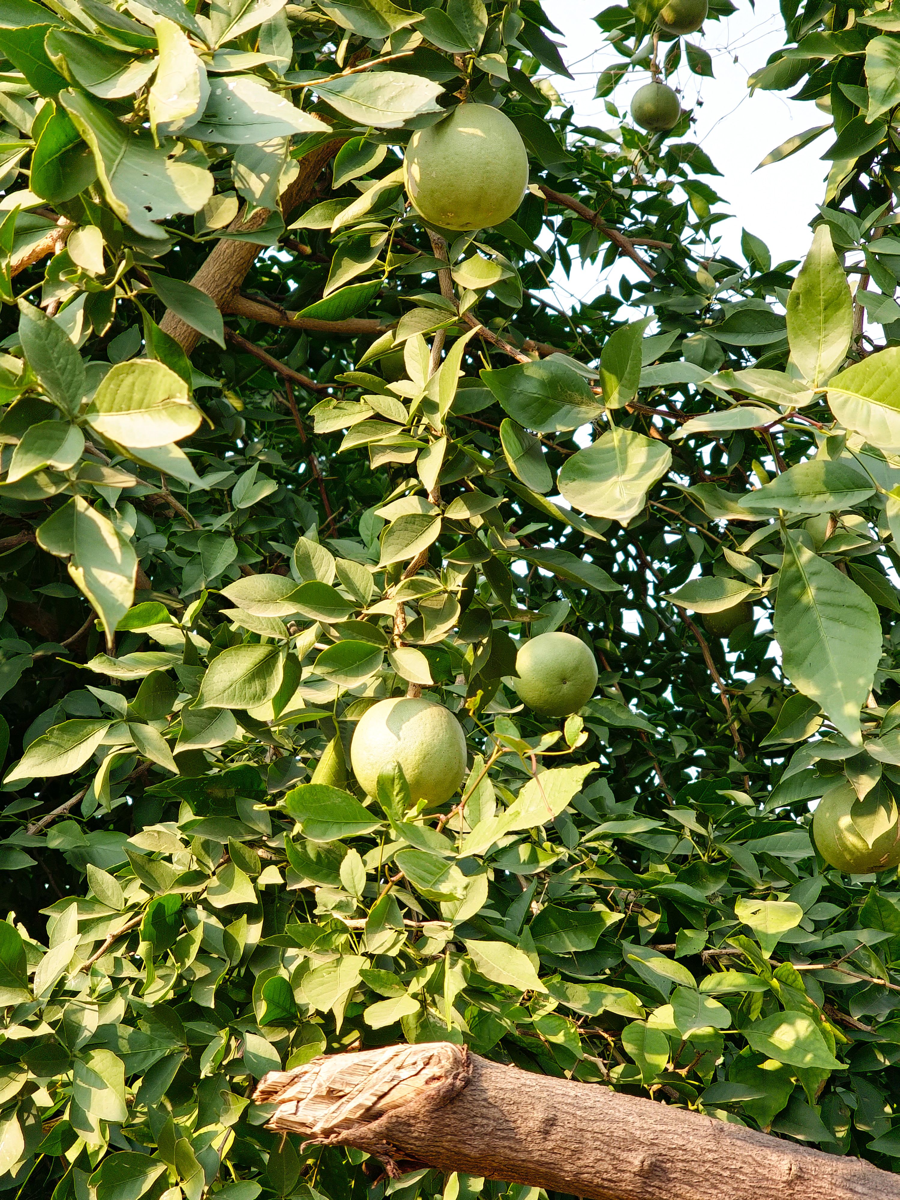 Fresh Pomelo view 4