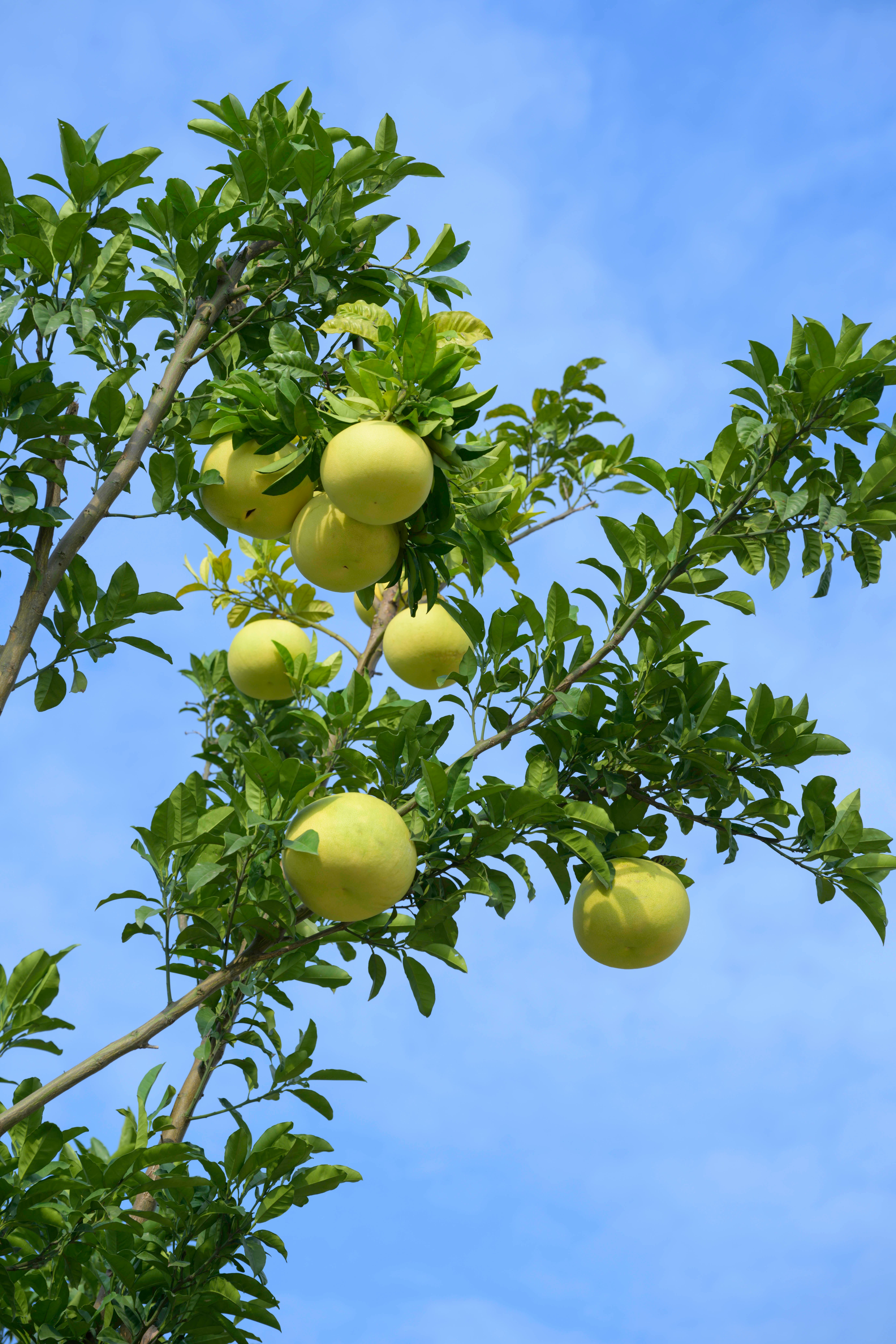 Fresh Pomelo view 5
