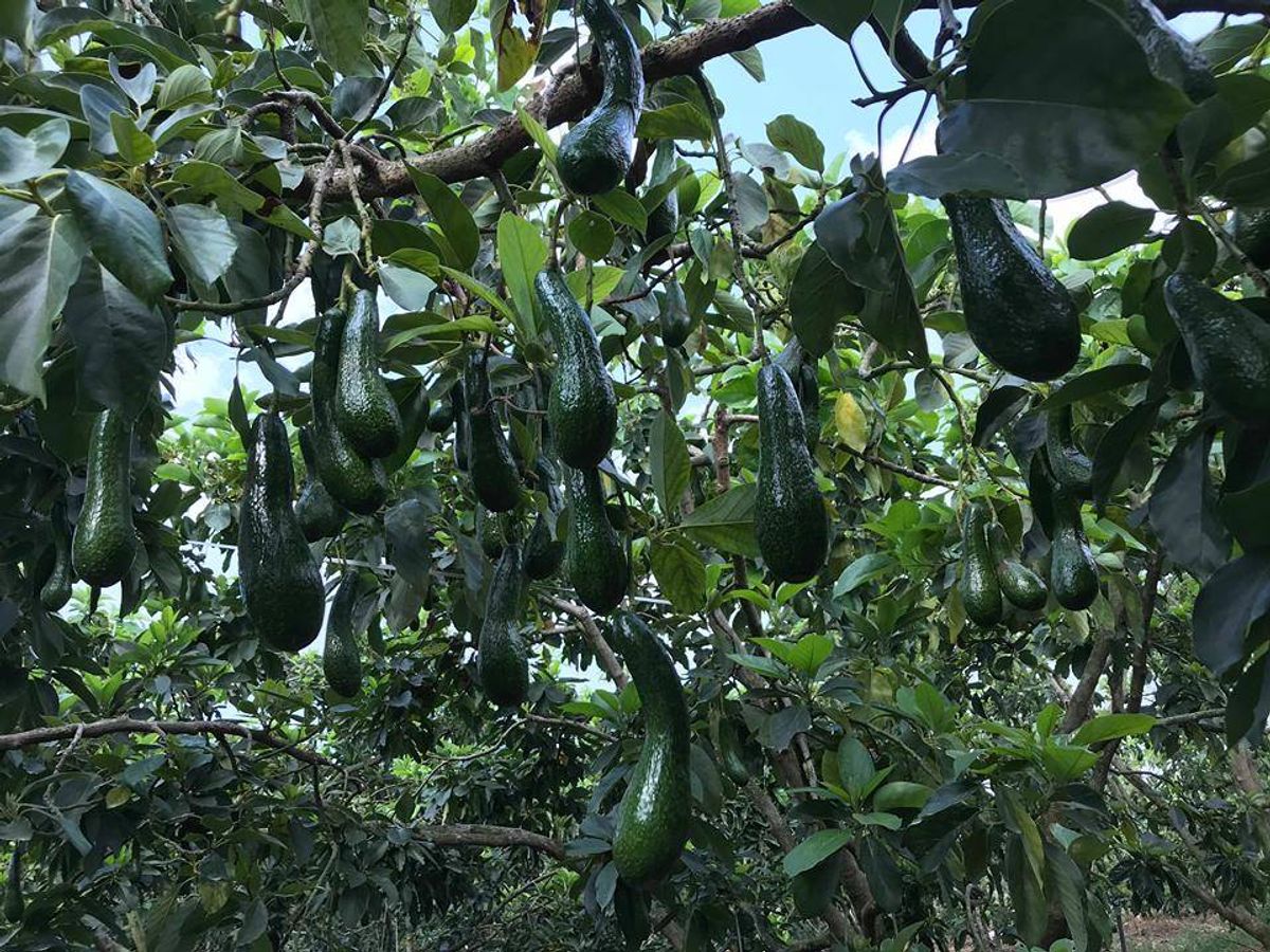 Frozen Avocado view 6