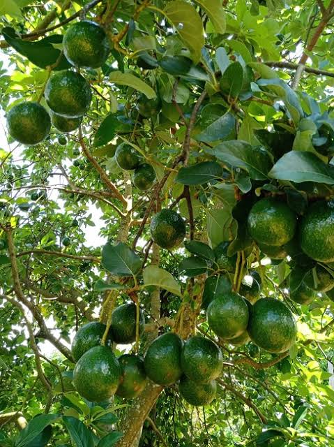 Frozen Avocado view 8