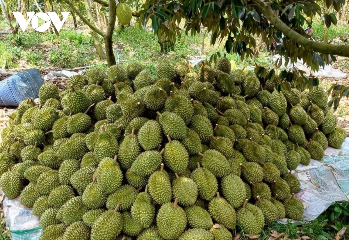 Frozen Durian view 2