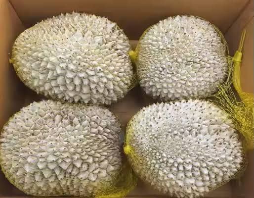 Frozen Durian view 5