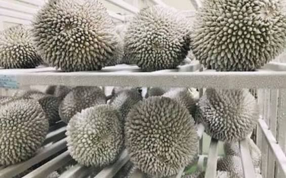 Frozen Durian view 6