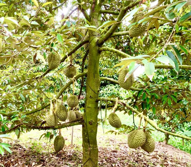 Frozen Durian view 7