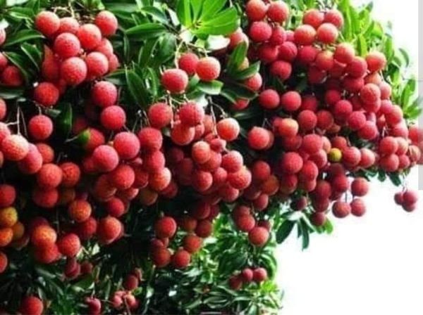 Frozen Lychee view 4
