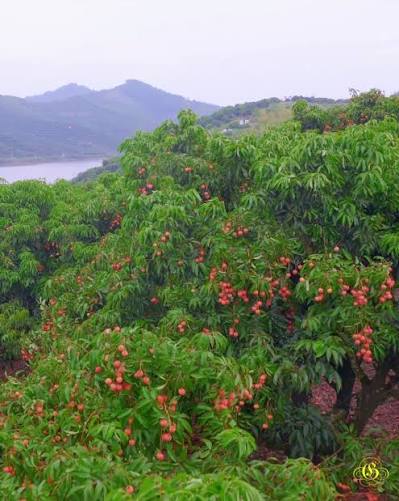 Frozen Lychee view 6