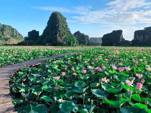 Lotus Seeds view 2