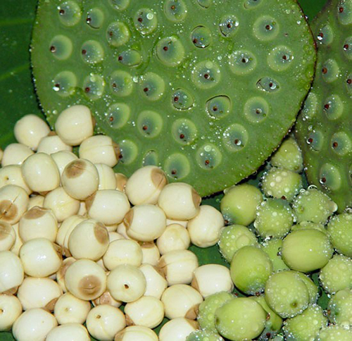 Lotus Seeds