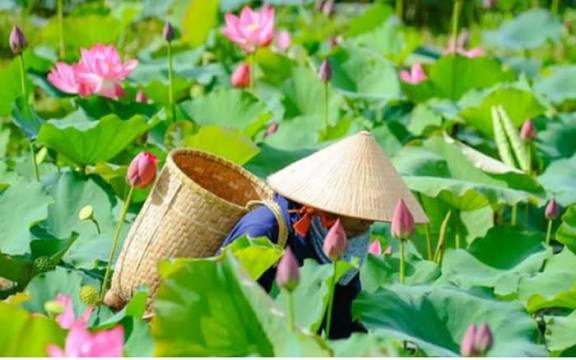 Lotus Seeds view 7