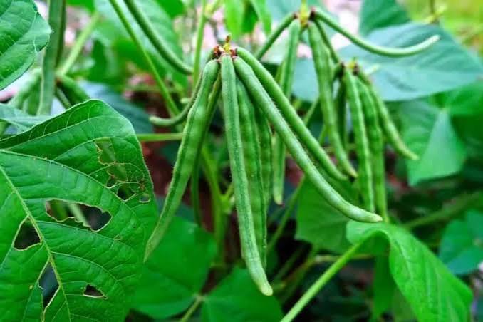 Mung Beans view 2