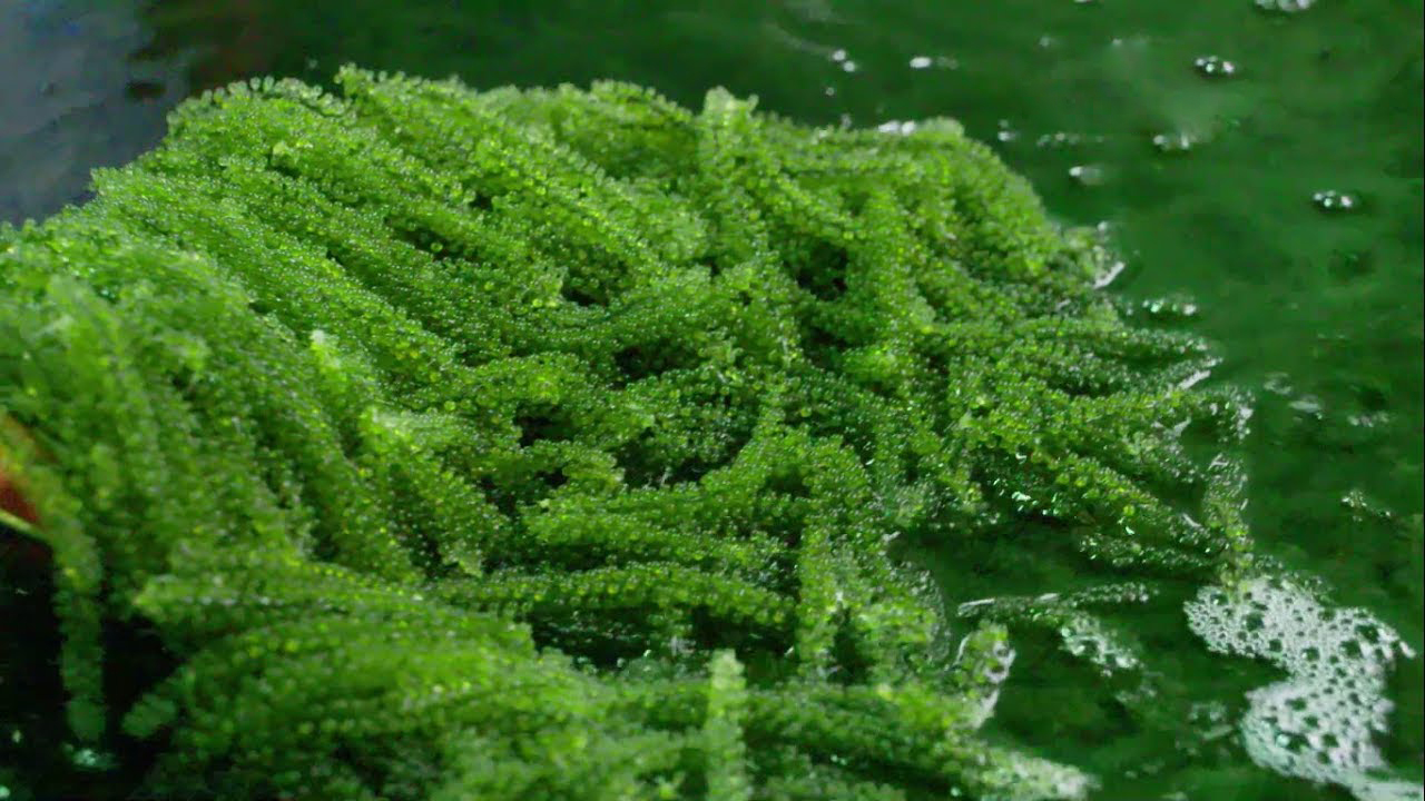 Sea Grapes