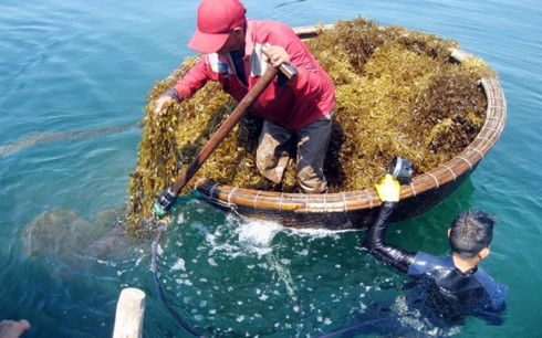 Wakame Seaweed view 2