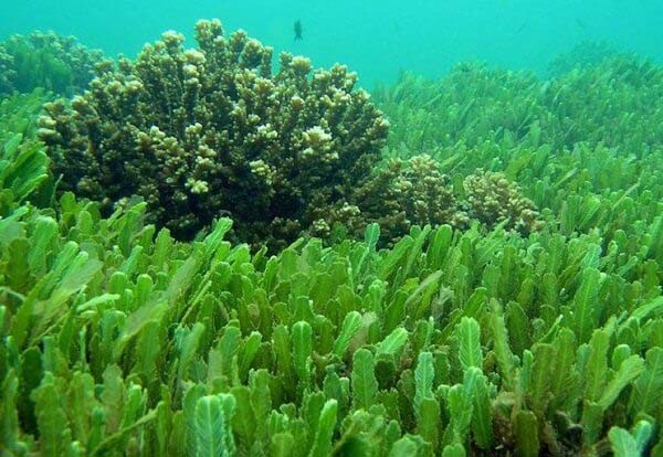 Wakame Seaweed view 3