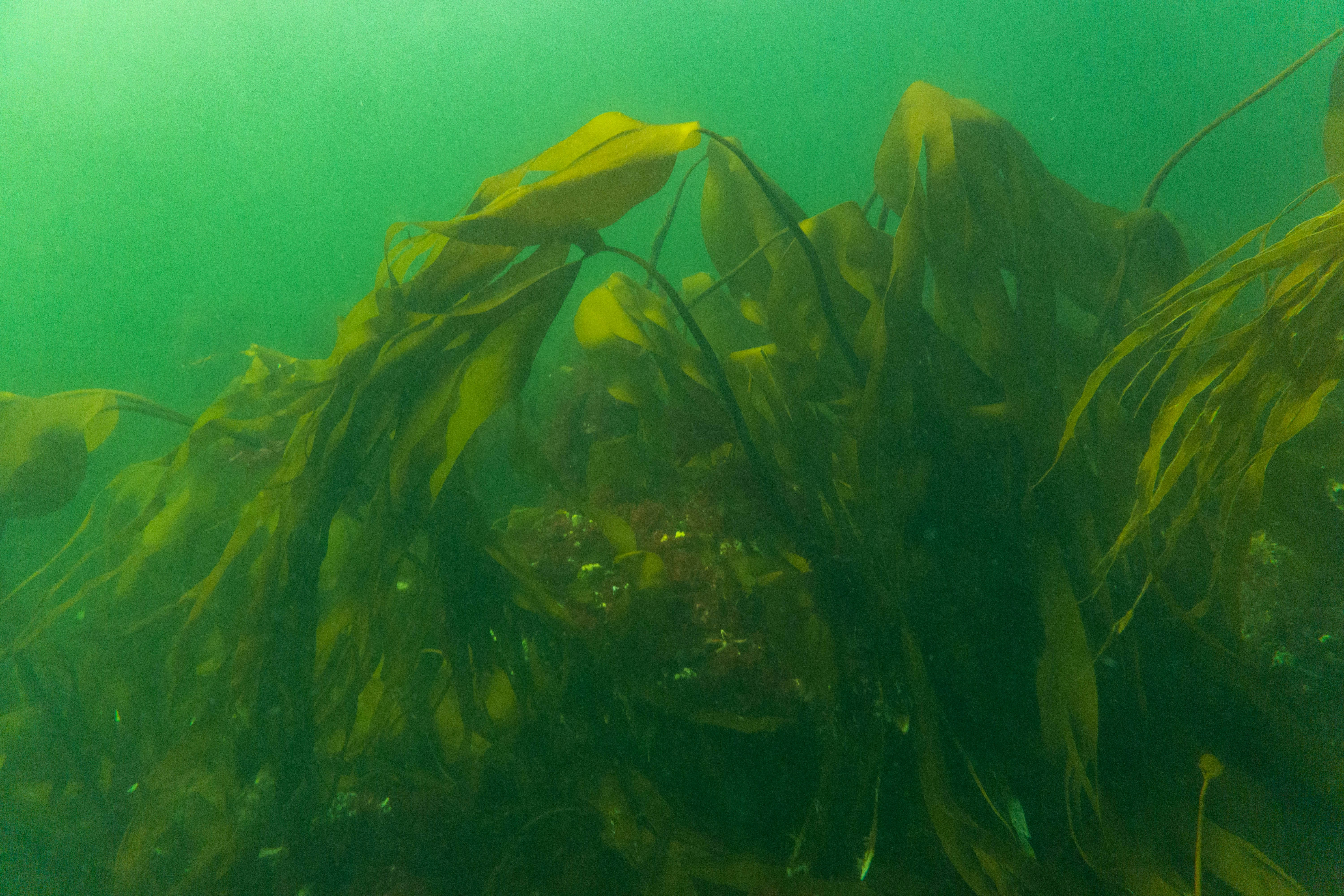 Wakame Seaweed view 4