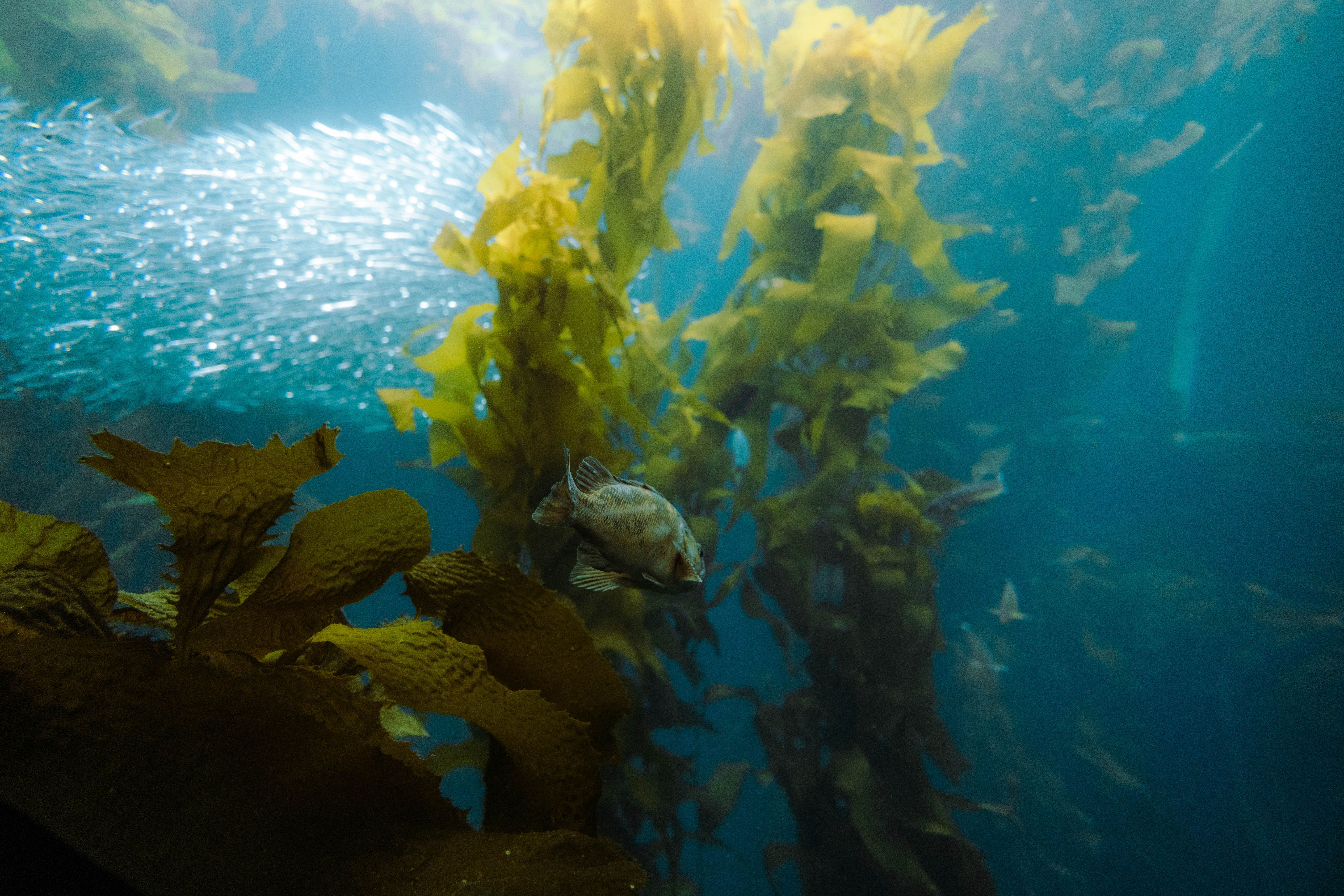 Wakame Seaweed view 5