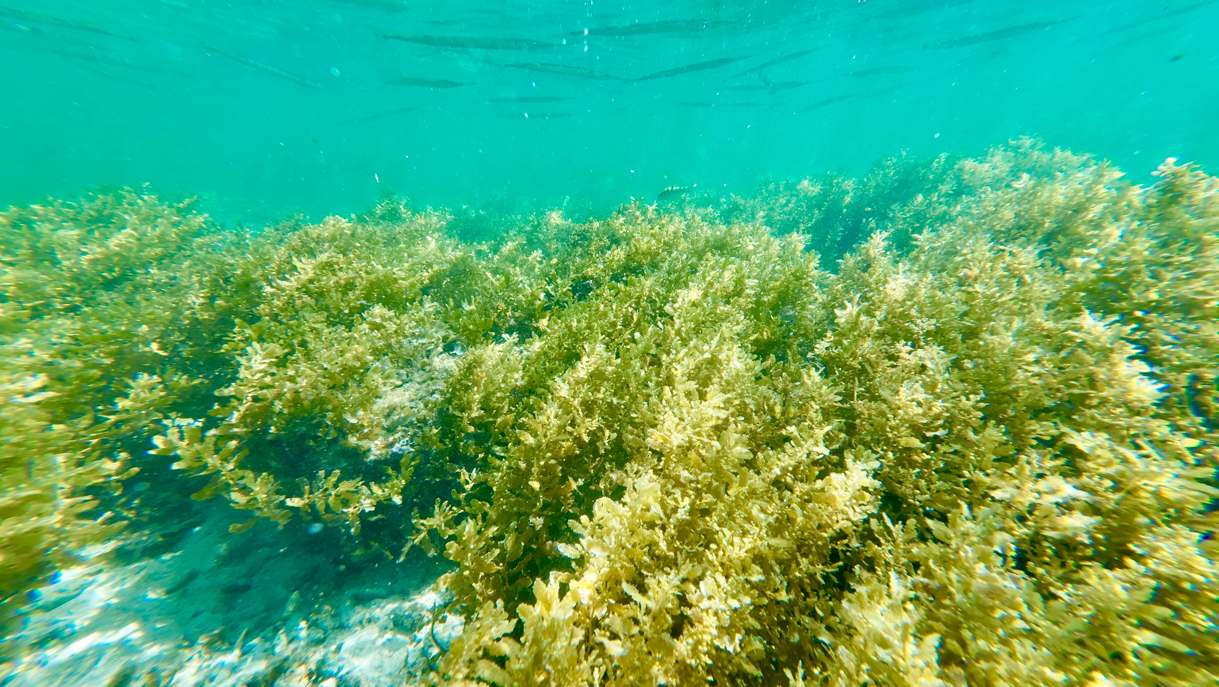 Wakame Seaweed view 6