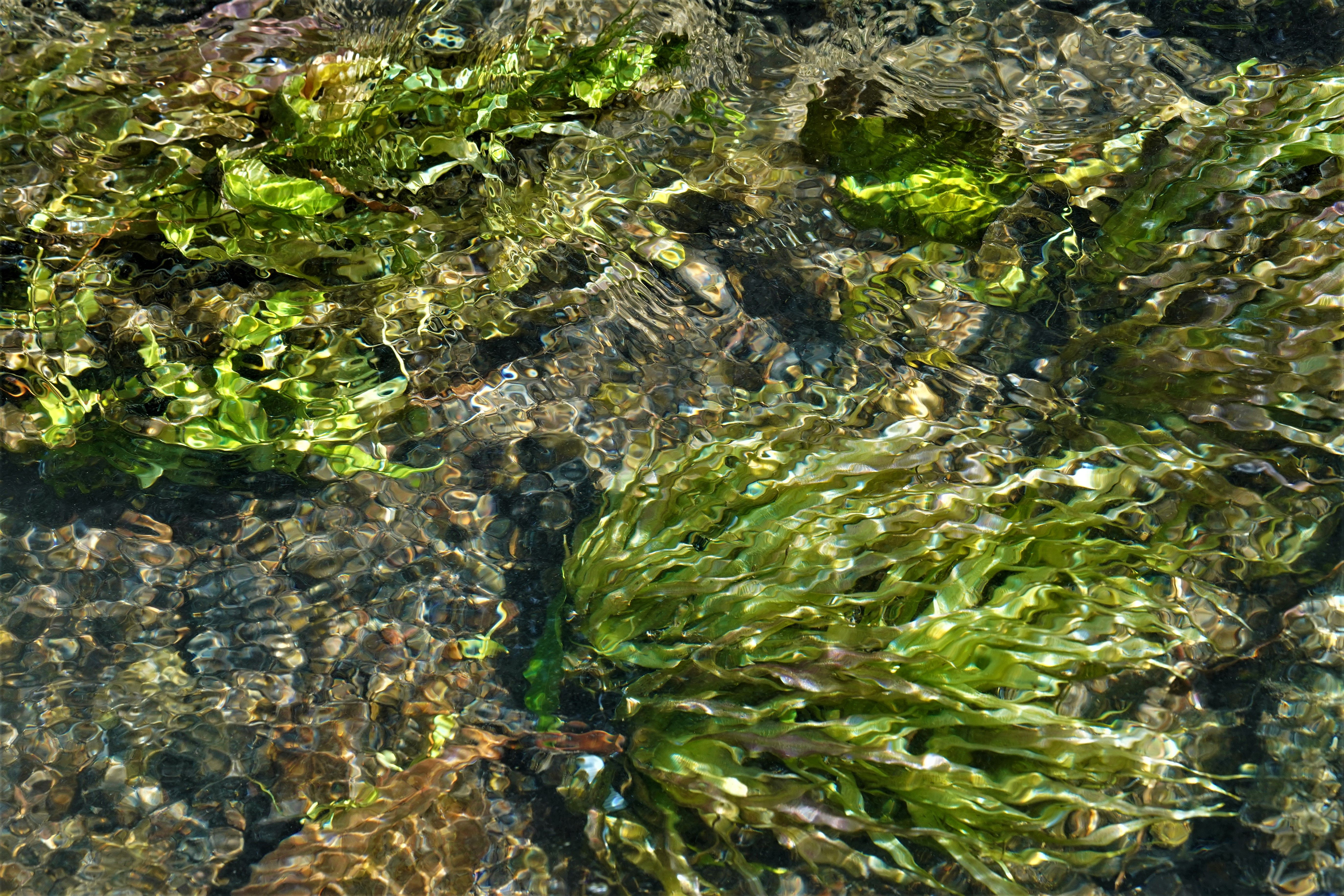 Wakame Seaweed view 7